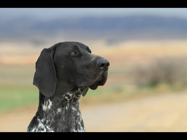 Bracco tedesco in addestramento