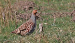 Chiusura anticipata della caccia