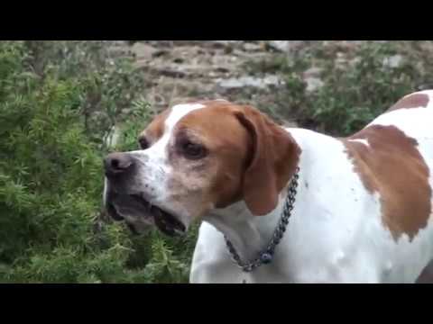 Cani da caccia. Setter Ingelse VS Pointer su fagiano