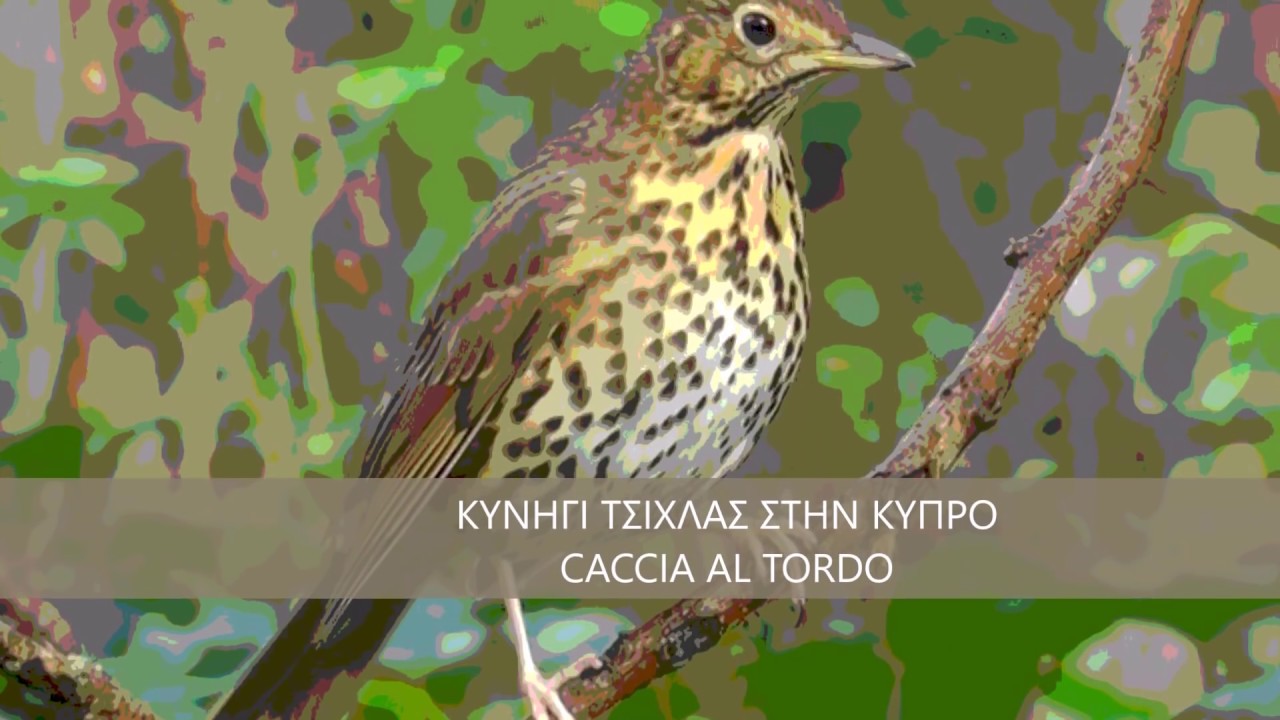 Caccia ai tordi durante il passo migratorio