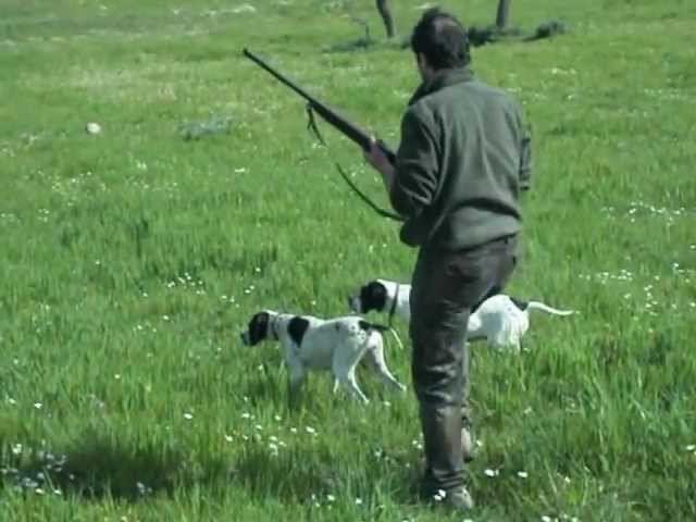 Pointer in ferma su quaglia