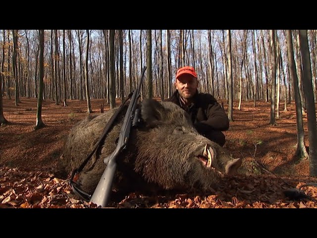 Caccia al cinghiale. Dieci tiri bellissimi..