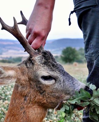 Caccia al capriolo. “La ruota della fortuna”