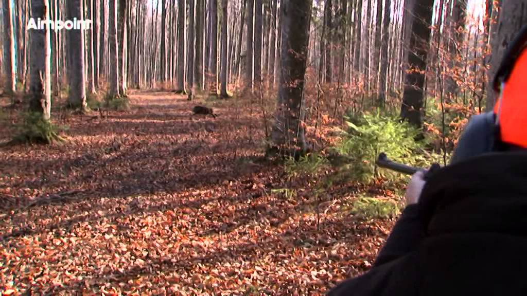 Aimpoint – Caccia al cinghiale