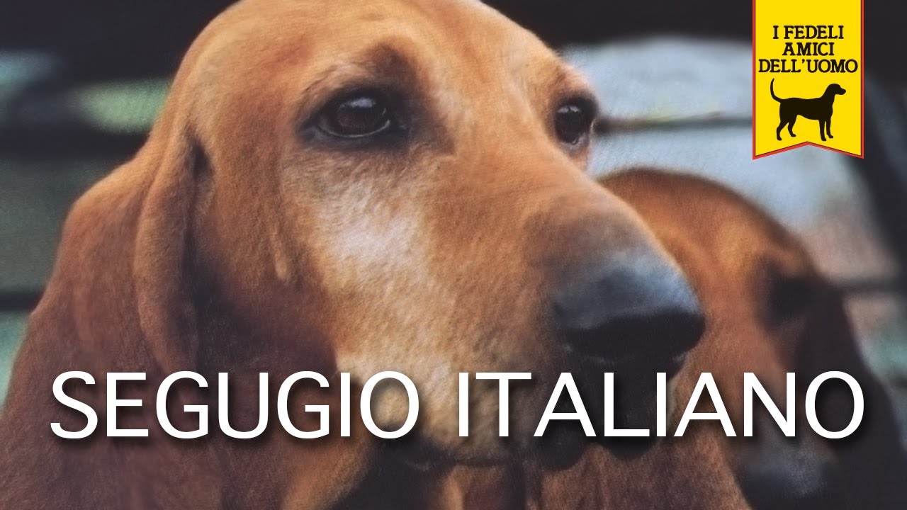 Cani da caccia – Segugio Italiano