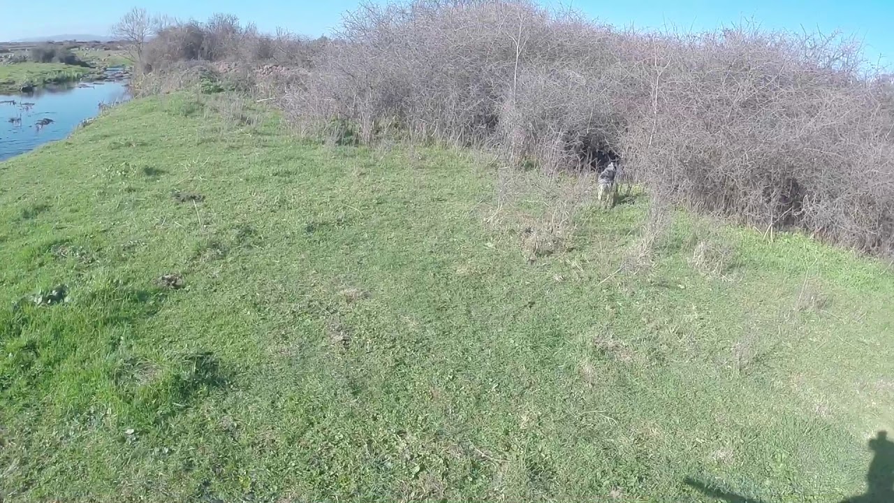Al cinghiale col cane da ferma