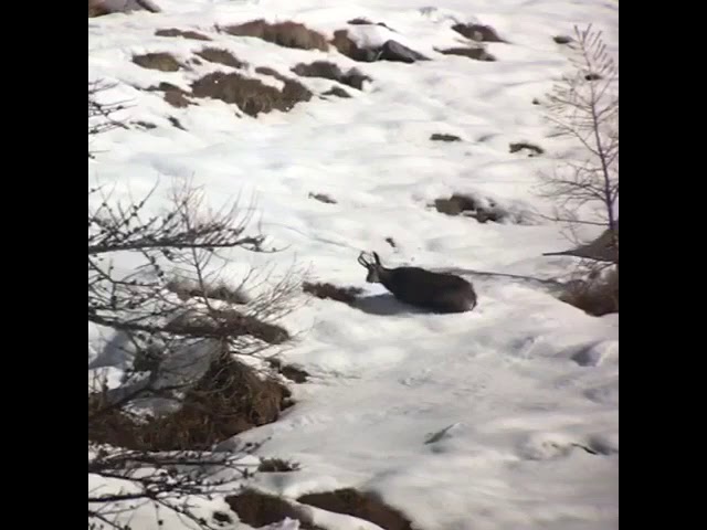Caccia al camoscio in alta montagna