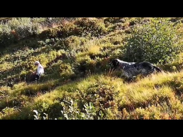 Caccia alpina col setter inglese