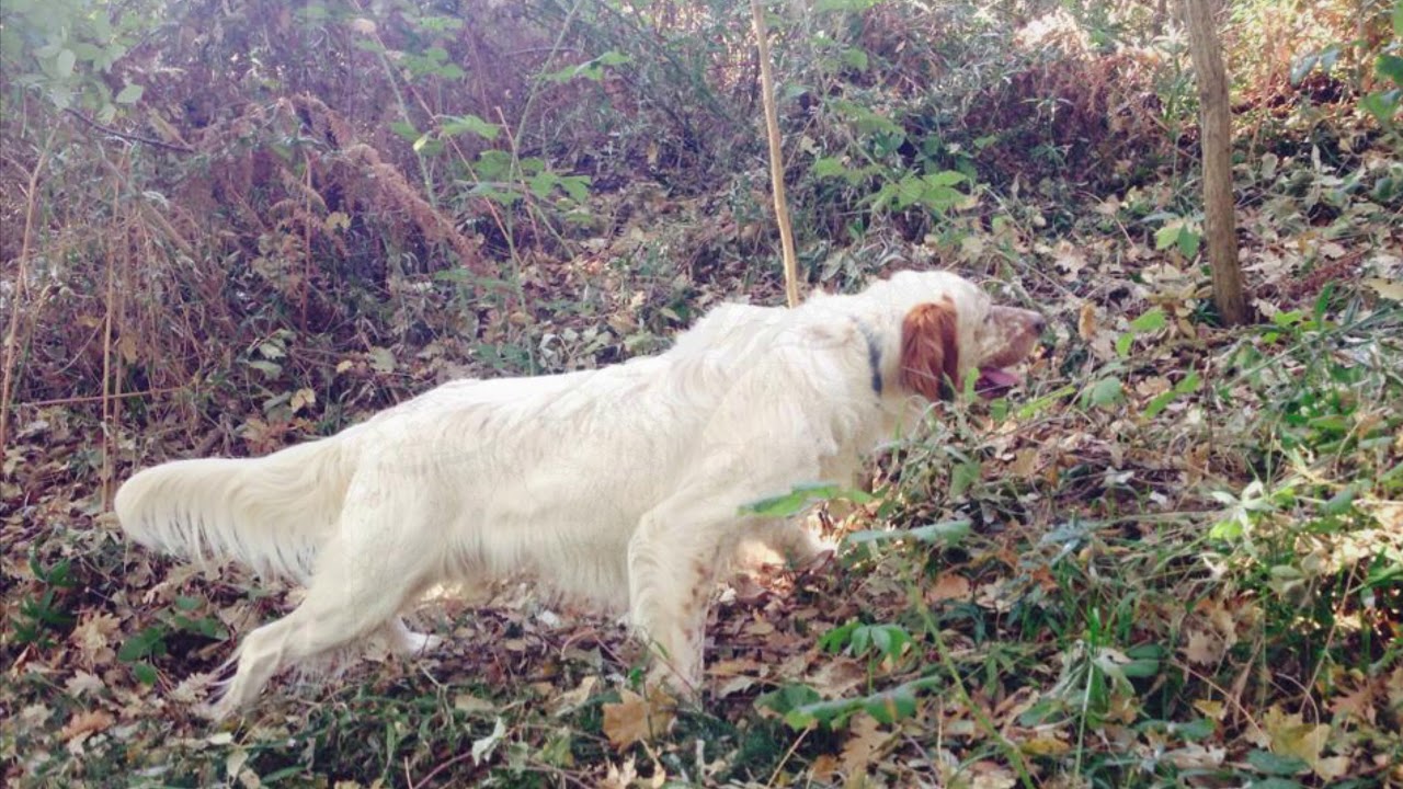 Caccia alla beccaccia nel bosco