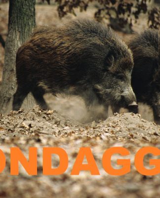 Aiutaci a migliorare la caccia in Italia..