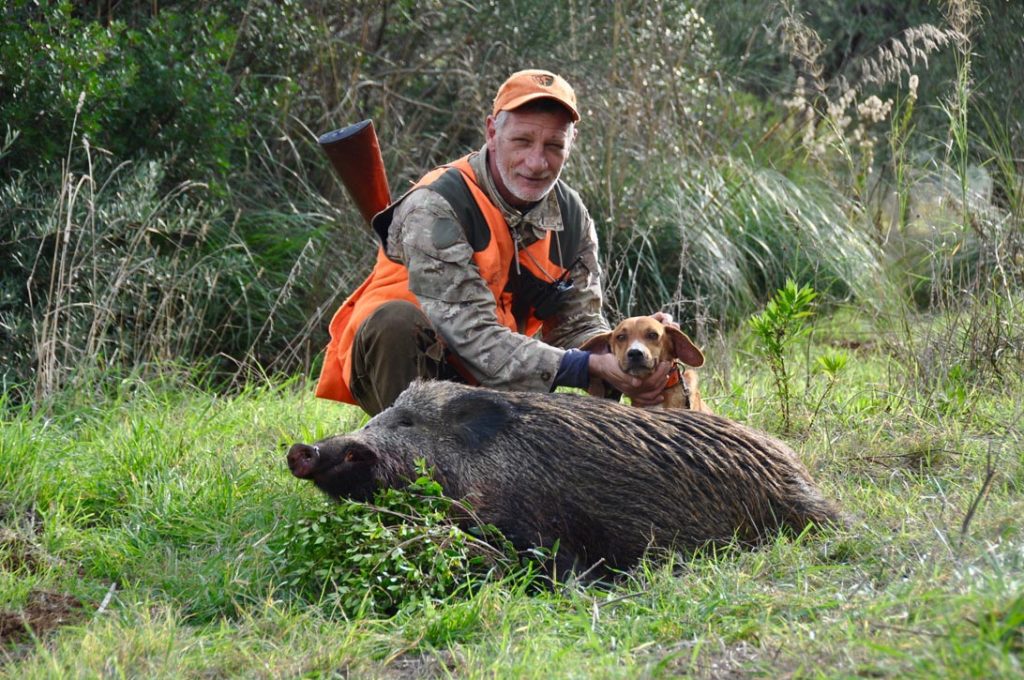 Caccia al cinghiale. "Braccata magistrale".. - Caccia Passione