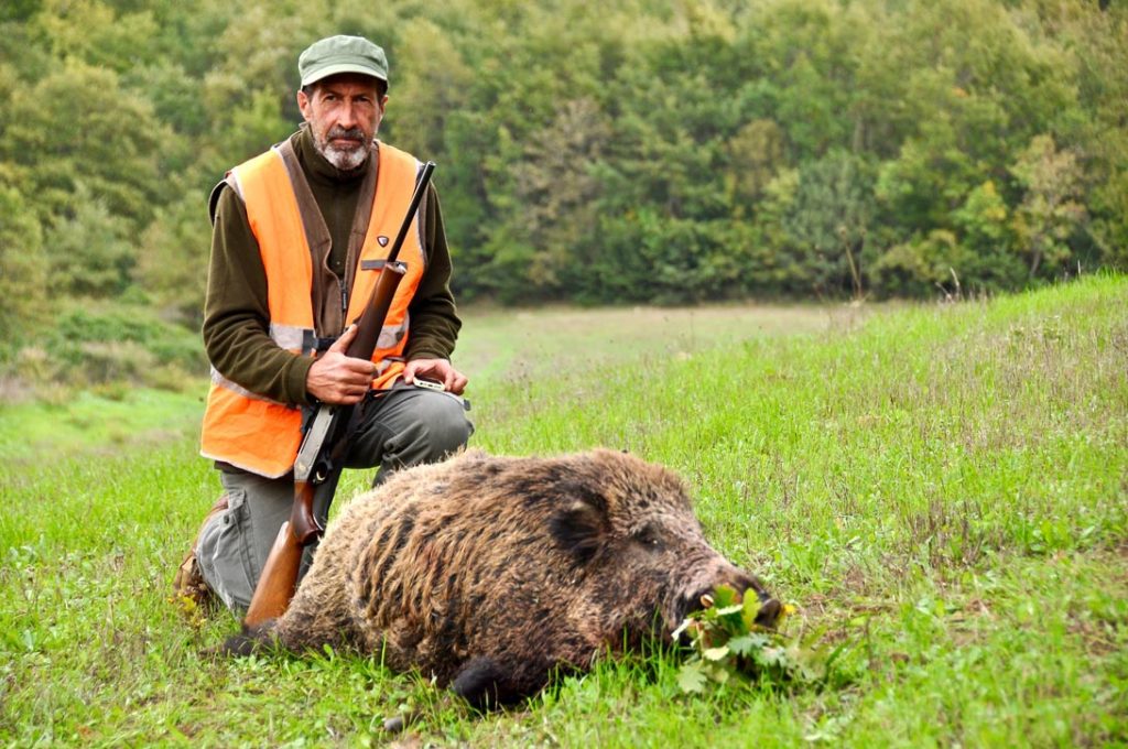 Caccia al cinghiale. "Braccata magistrale".. - Caccia Passione
