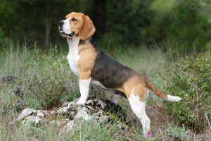 beagle