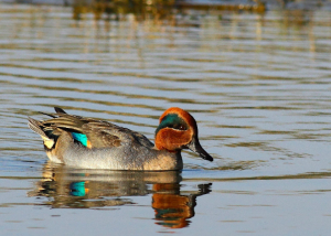 alzavola alzavola