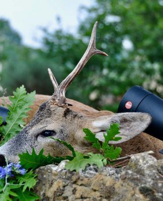 Caccia al capriolo. Nient’altro che quello..