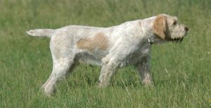 spinone italiano