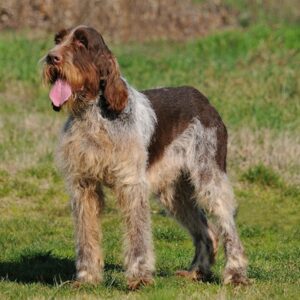 spinone italiano