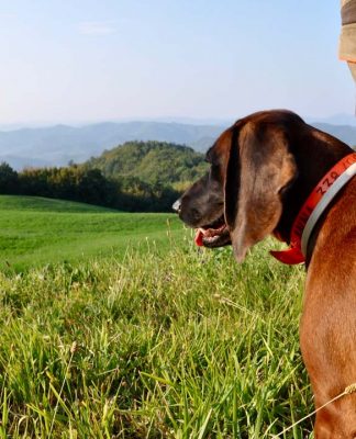 Caccia al capriolo. “Il crinale dei Montioni”