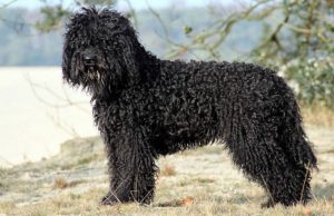 barbet