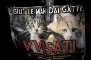 Gatti