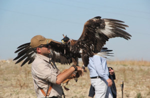 Falconieri