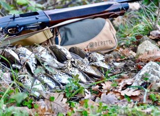 Caccia ai tordi. “L’ulivo che cresce..”