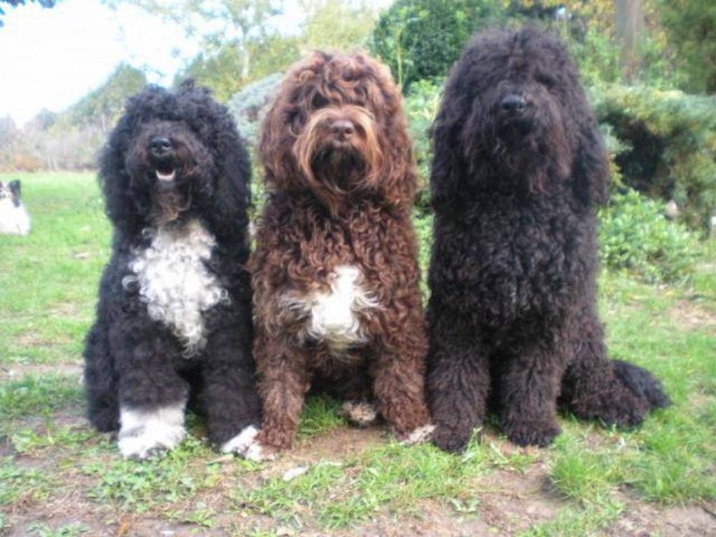 Razza Cani Dal Pelo Lanoso E Baffi Ispidi