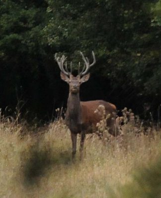 A caccia con Sako Carbonlight 300 Win Mag. “Bramiti bulgari..”