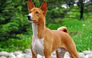 basenji