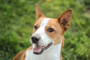 basenji