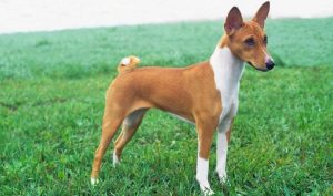 basenji