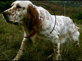 Benelli Caddy. A caccia con i cani da ferma