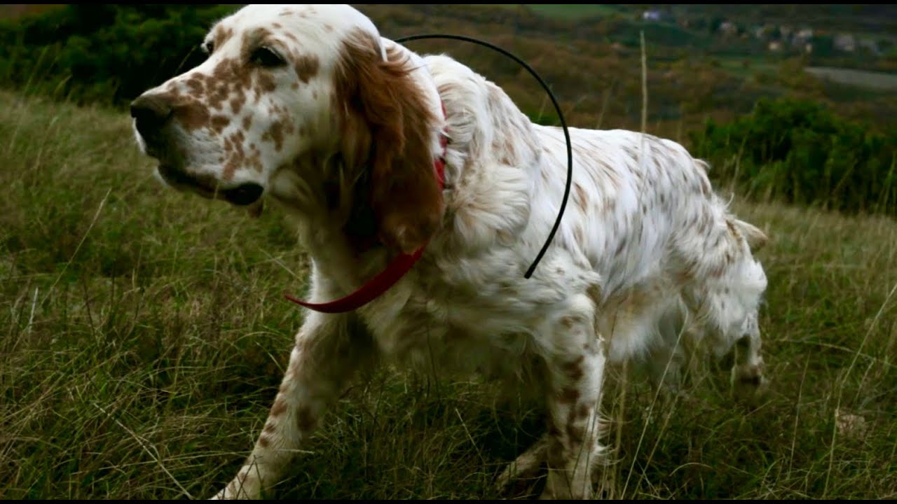 Benelli Caddy. A caccia con i cani da ferma