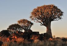 Caccia in Namibia, selvaggina abbondante e natura incontaminata namibia