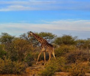 namibia