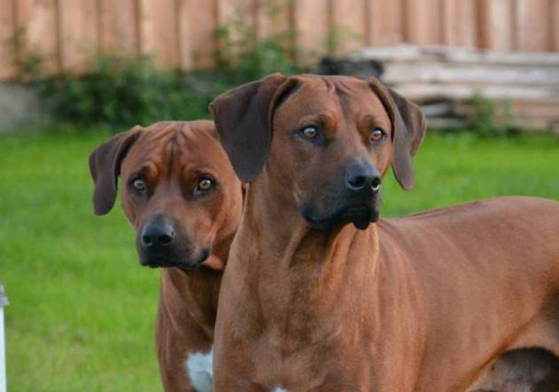 Rhodesian Ridgeback, el majestuoso y elegante perro de caza - Passion Hunt