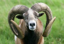 Caccia al muflone nei boschi incantati della Repubblica Ceca caccia muflone