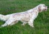Consigli per l’addestramento del setter inglese addestramento setter inglese