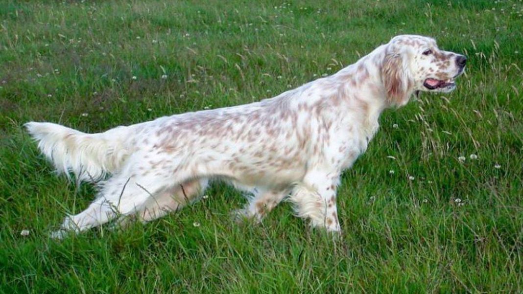 Consigli per l’addestramento del setter inglese - Caccia Passione