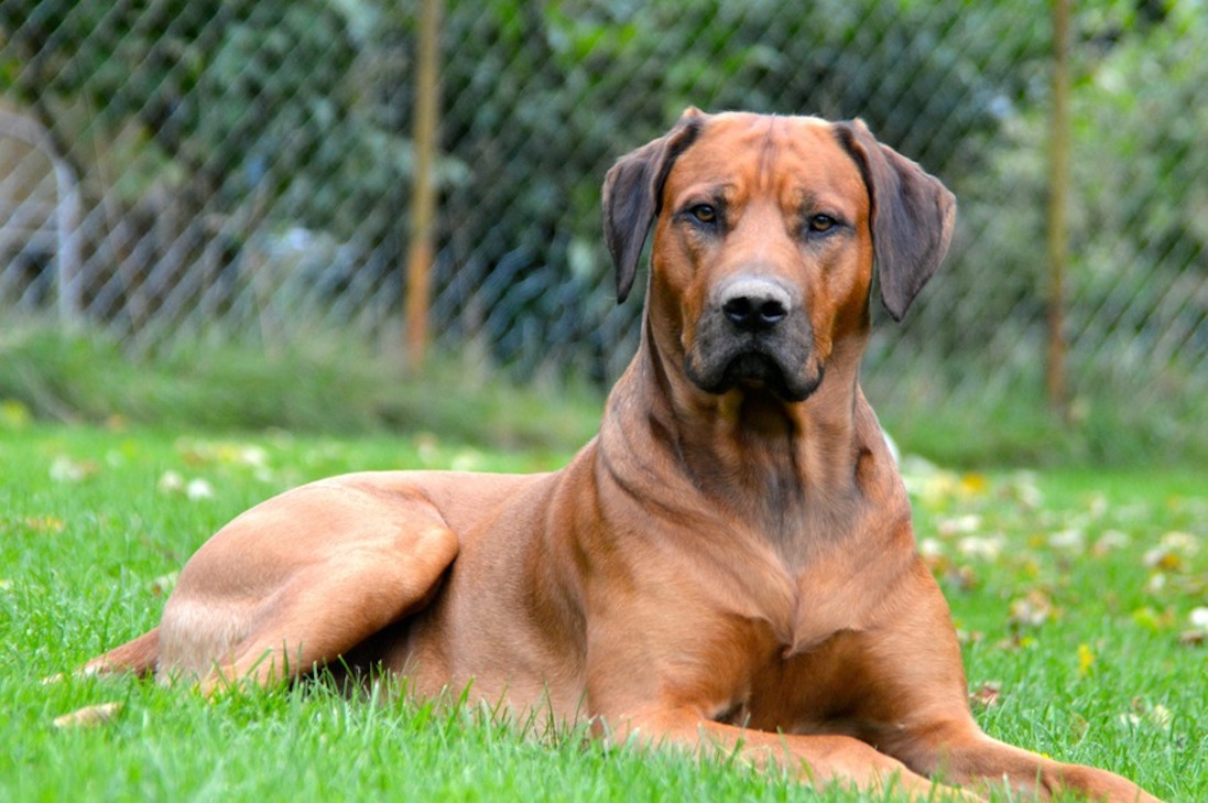 cani rhodesian ridgeback