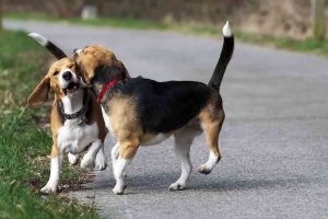 cani da caccia al guinzaglio