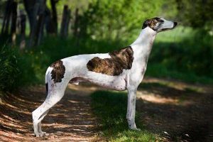 Greyhound