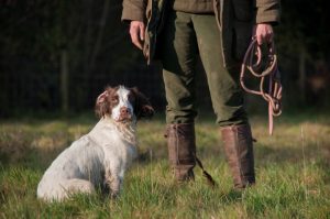 cani da caccia al guinzaglio