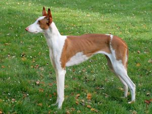 Podenco