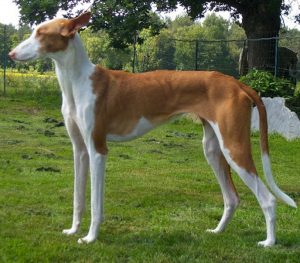 Podenco