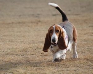 Basset Hound