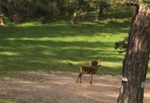 Caccia al daino in Bulgaria: una meta poco sfruttata ma affascinante daino Bulgaria