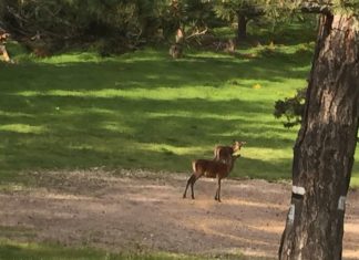 Caccia al daino in Bulgaria: una meta poco sfruttata ma affascinante daino Bulgaria