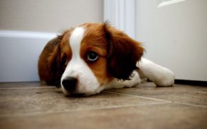 Kooikerhondje