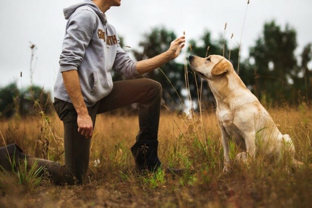 Come Addestrare Un Cane A Non Uscire Dal Cancello